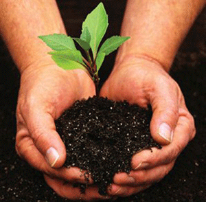 hands holding plant in soil