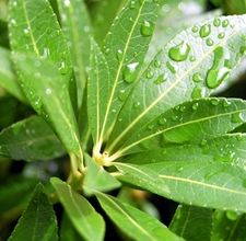 water droplits on a green leaf